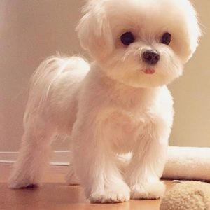 Meet your Posher, Kenneth